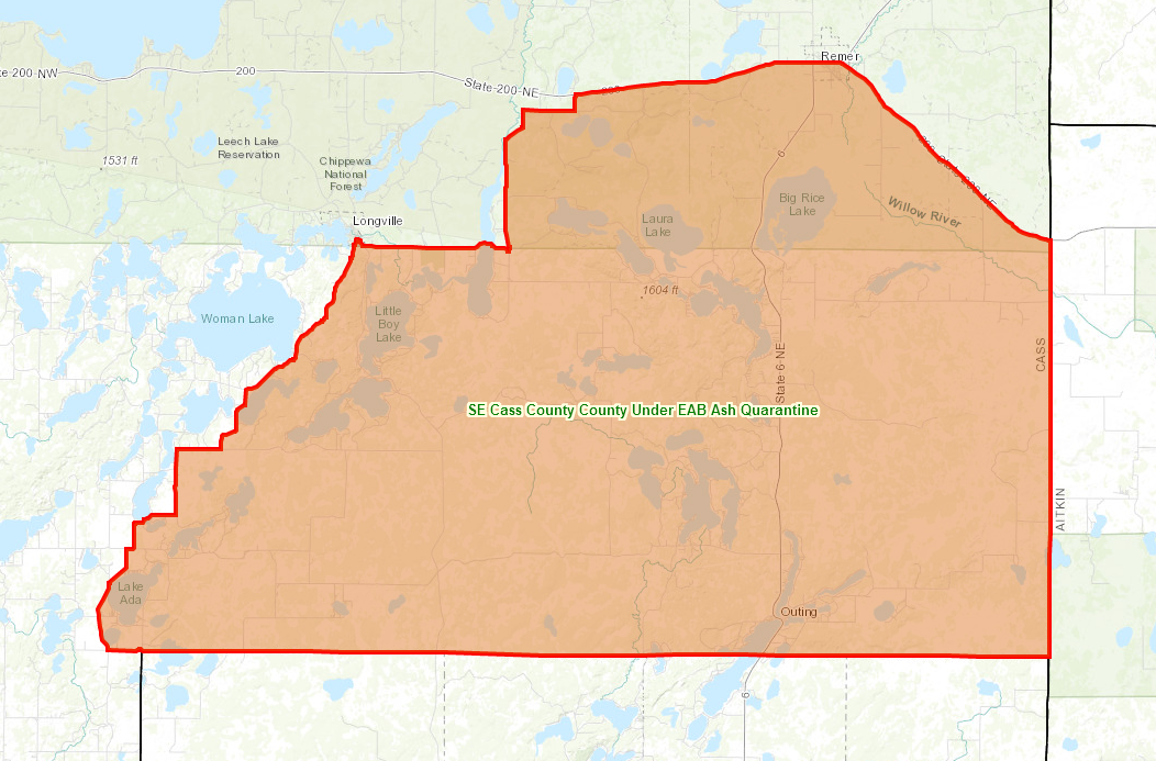 Chippewa National Forest Christmas Tree Permit in Minnesota